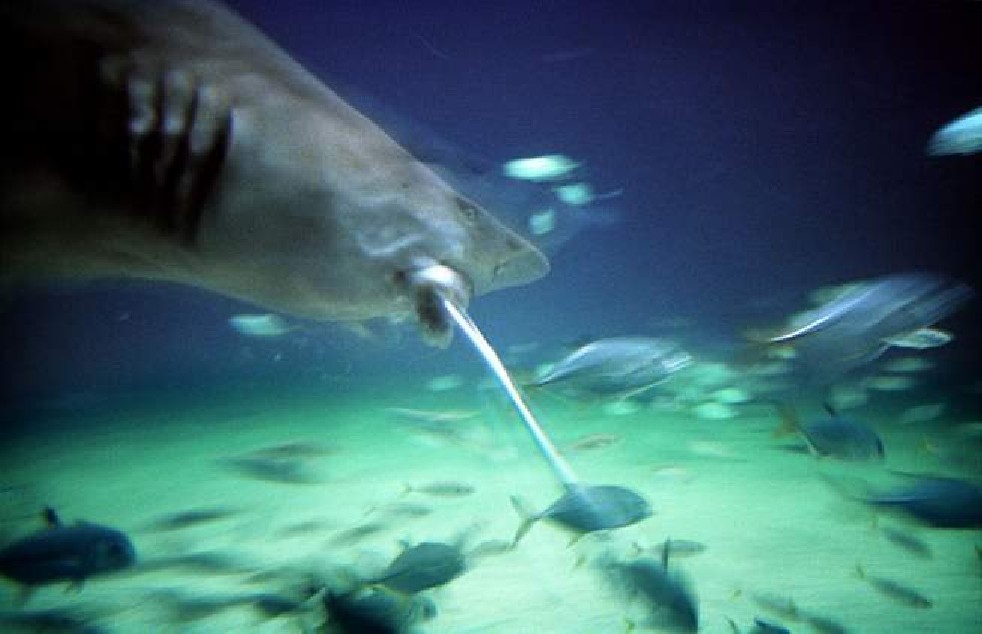 Oceanografic