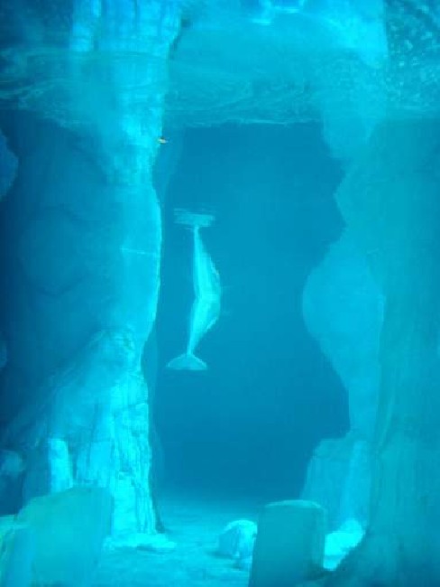 Oceanografic 