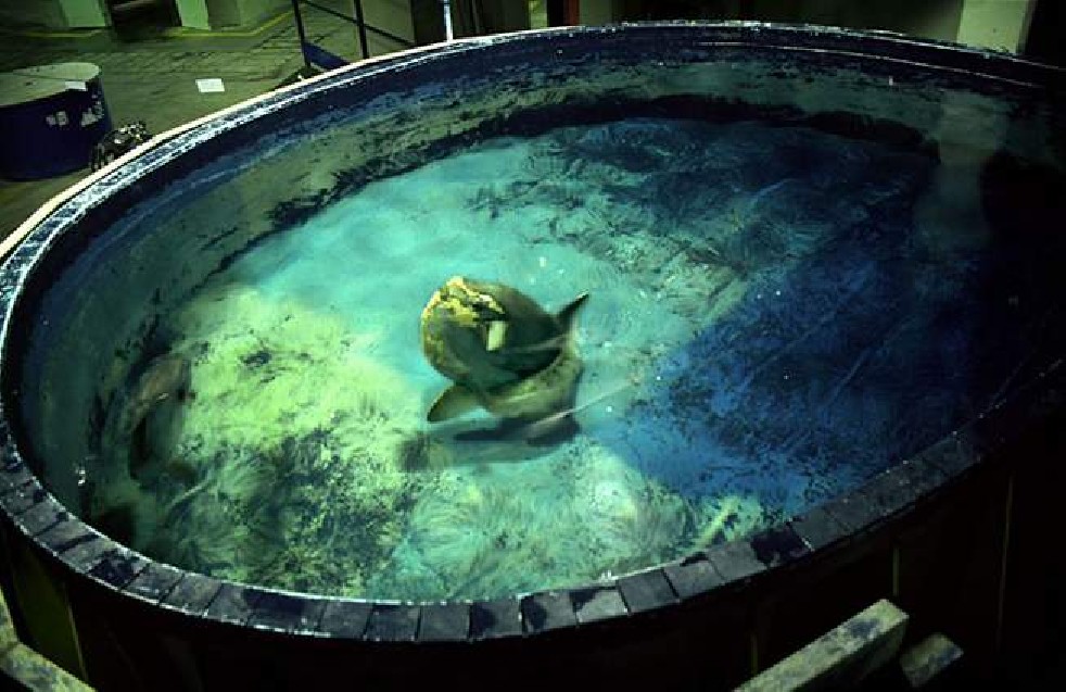 Oceanografic 