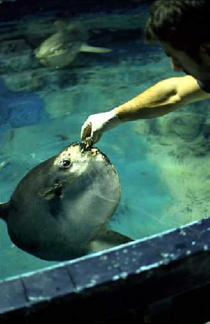 Oceanografic 