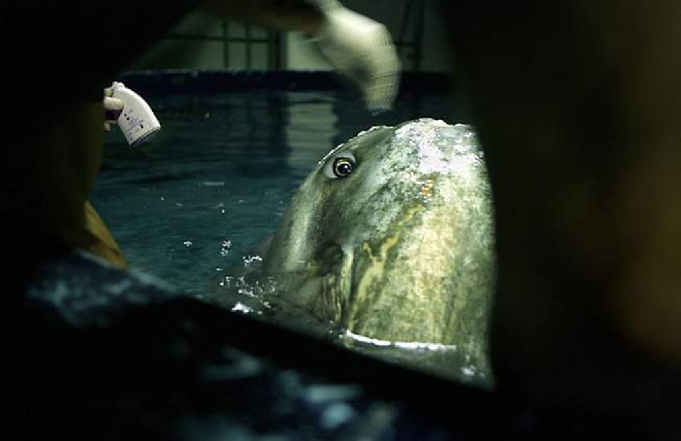 Oceanografic 