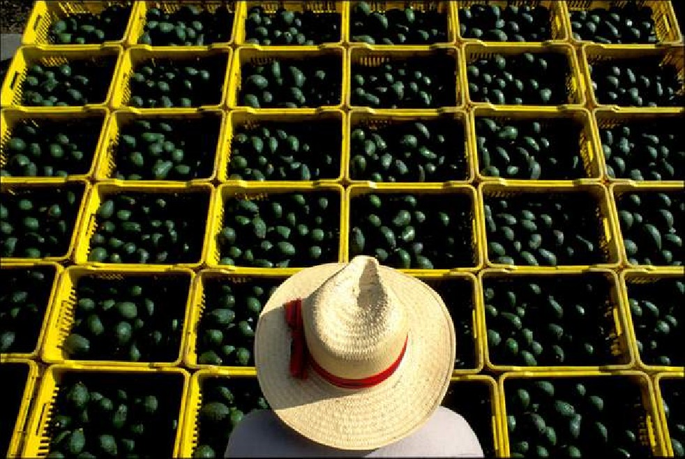 Avocado fruit of the Aztecs 