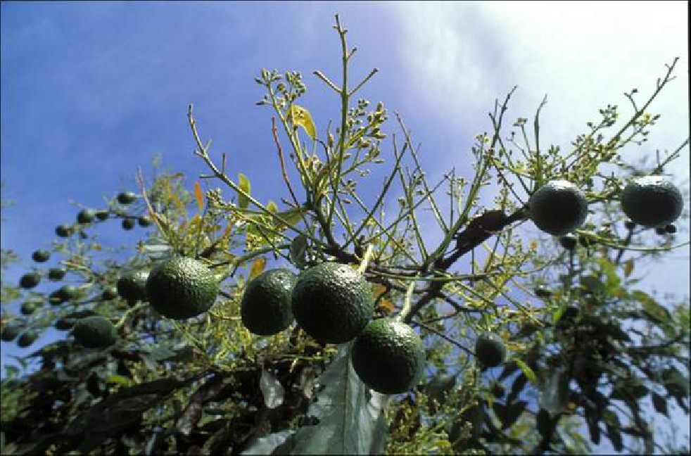 Avocado fruit of the Aztecs 