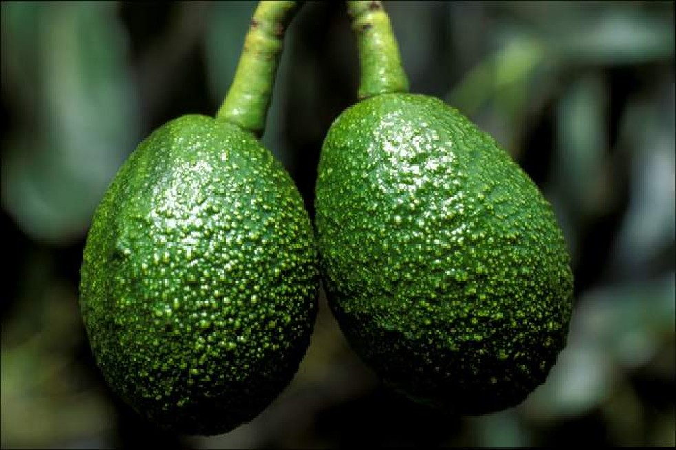 Avocado fruit of the Aztecs 
