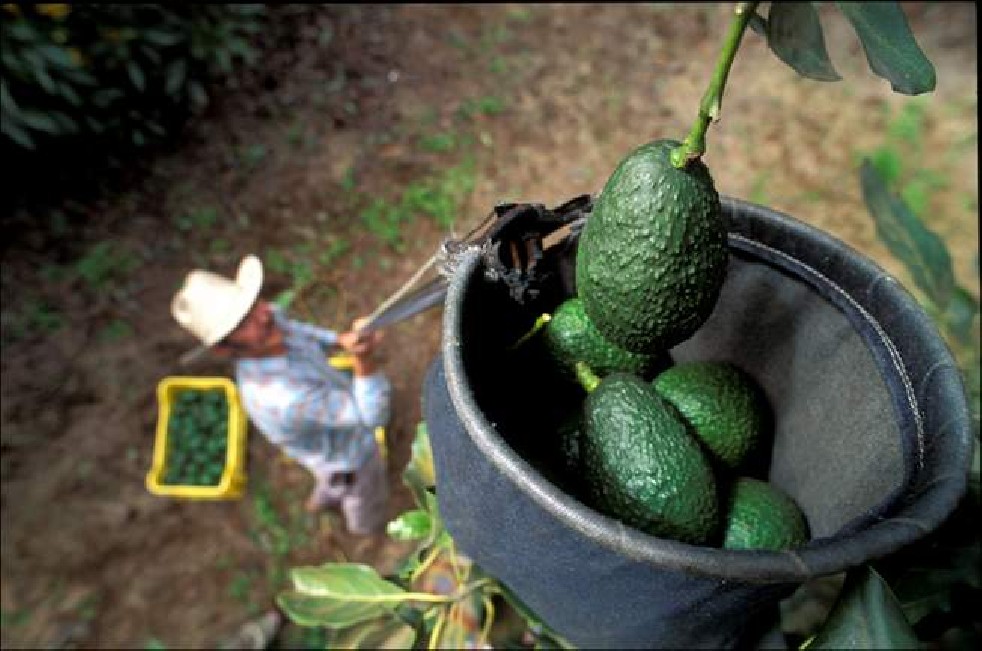 Avocado fruit of the Aztecs 