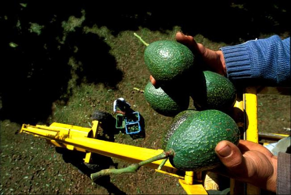 Avocado fruit of the Aztecs 