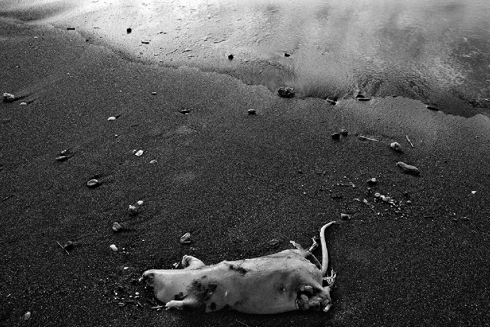 New Wild Sea 