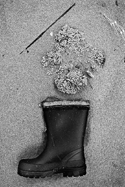 New Wild Sea 