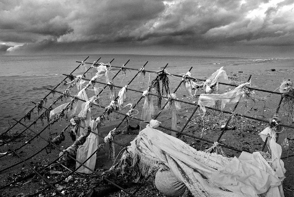 New Wild Sea 