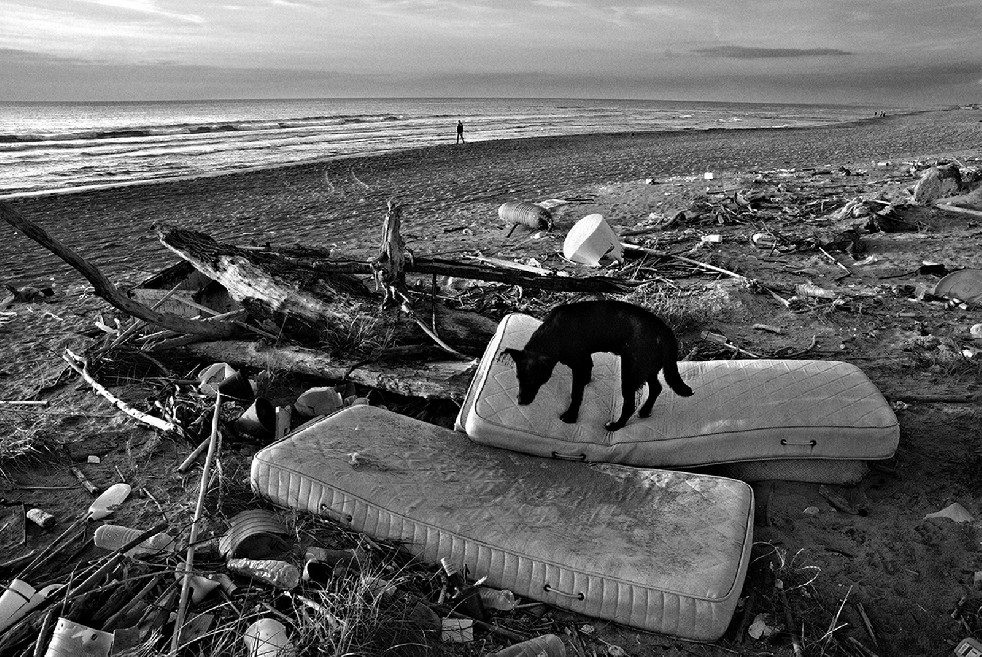 New Wild Sea 