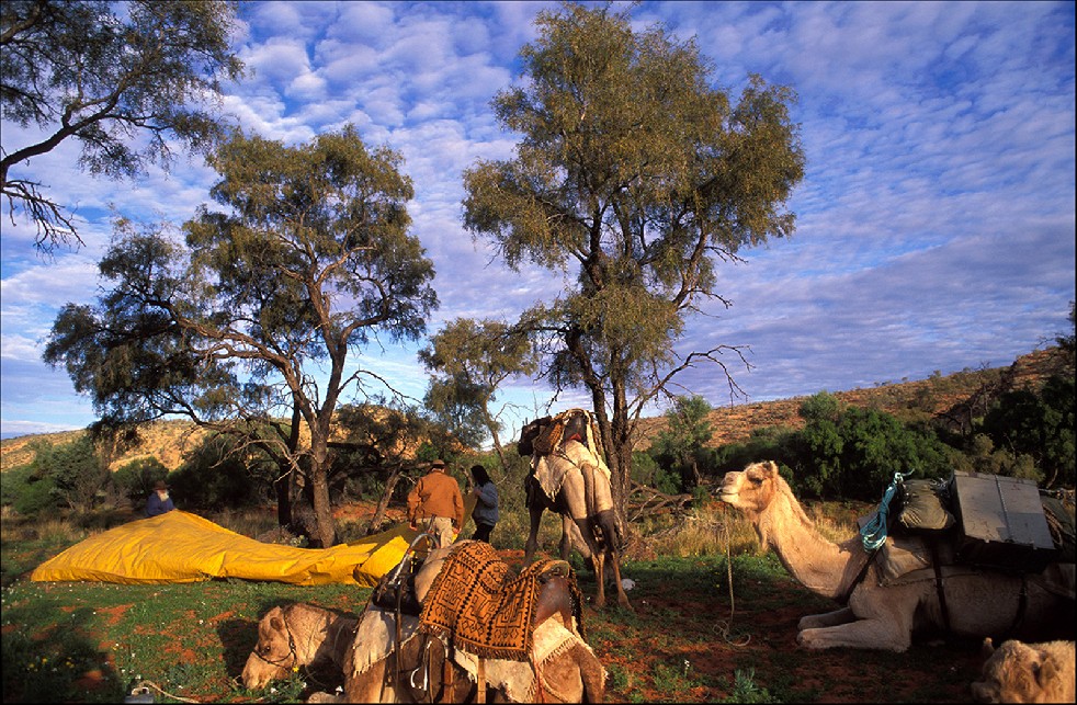 Lord of the Bush 