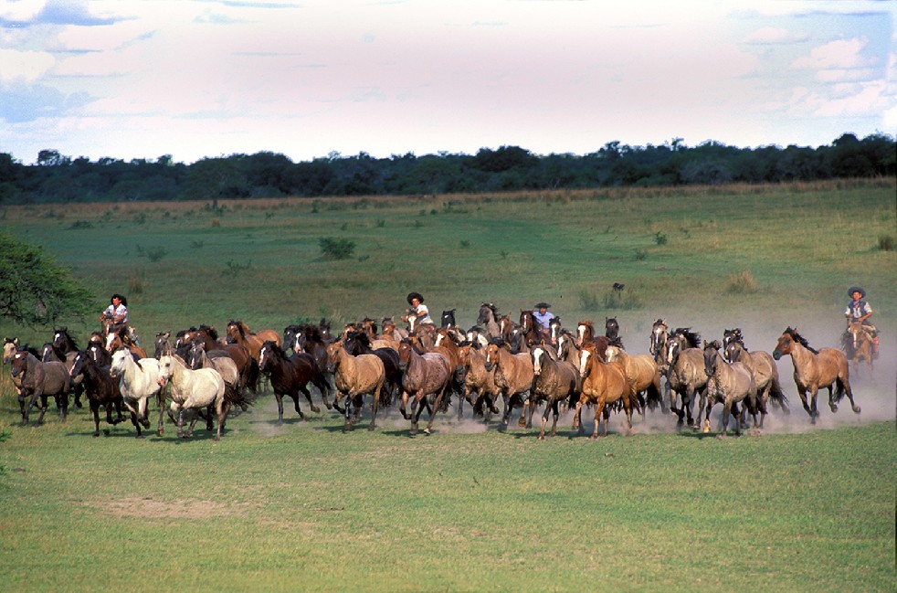 The Gauchos 