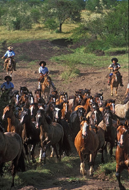 The Gauchos 