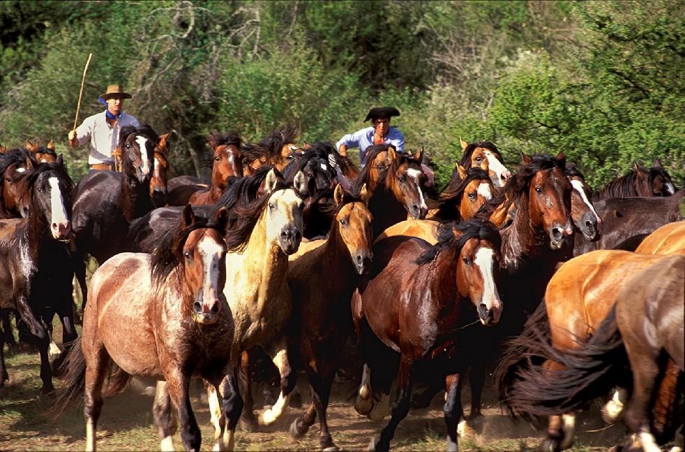 The Gauchos 