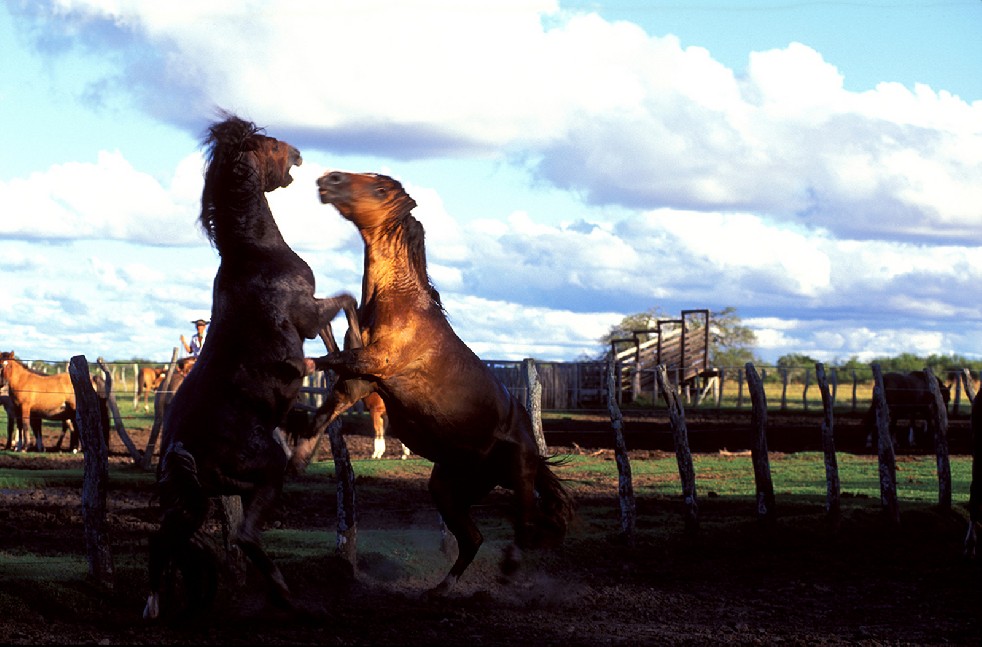 The Gauchos 