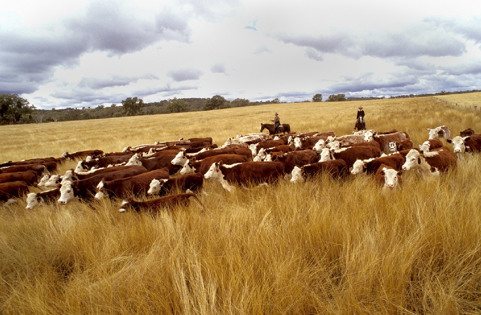 The Stockmen 