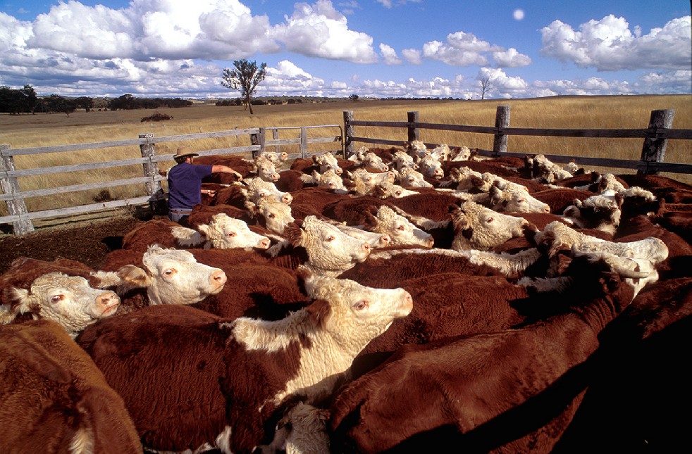 The Stockmen 