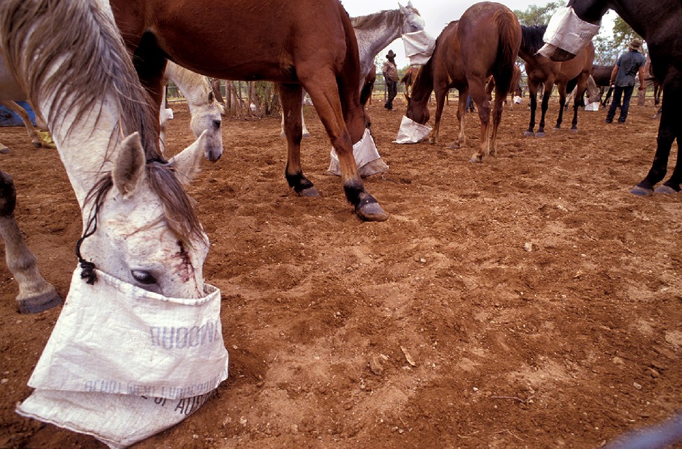The Stockmen 