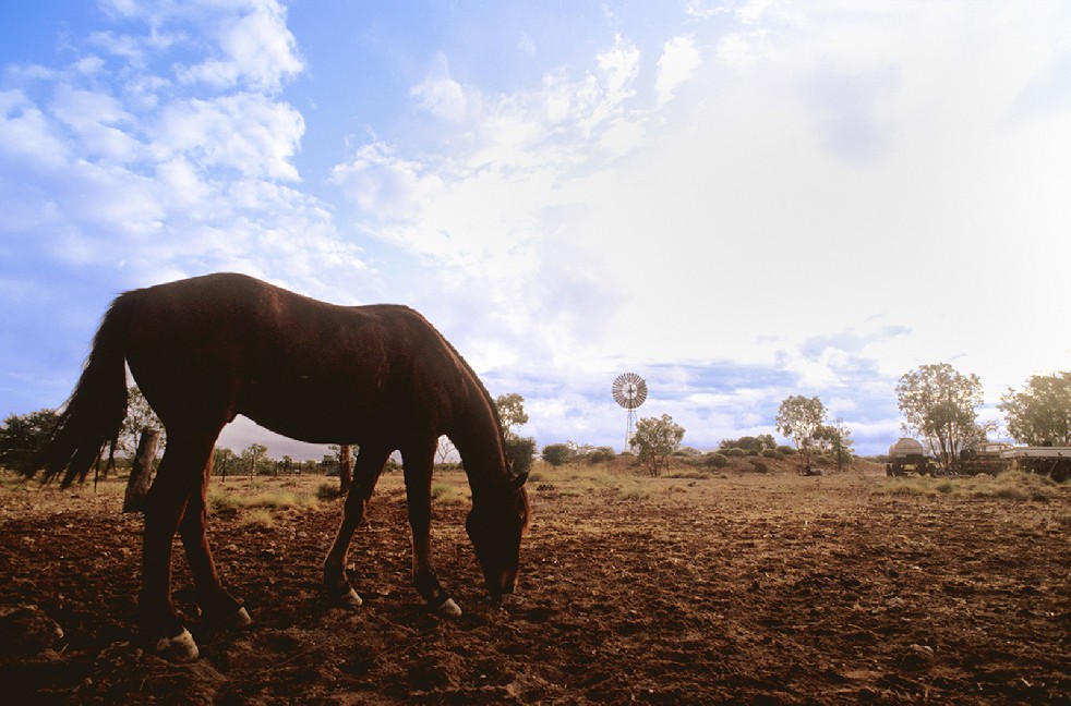 The Stockmen 