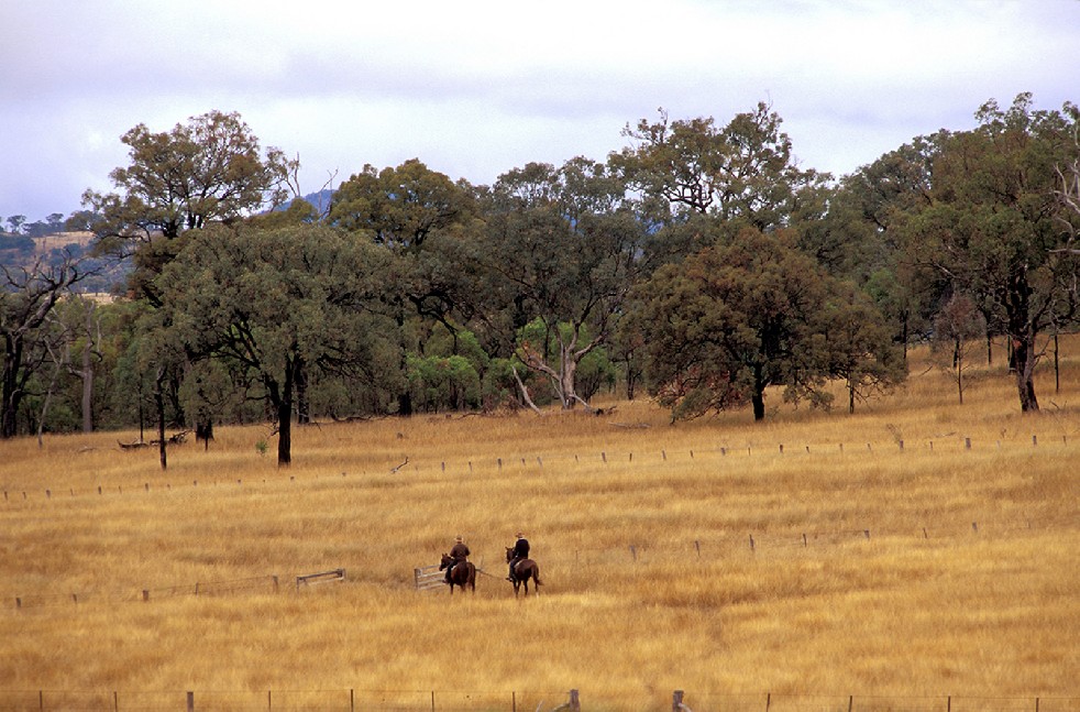 The Stockmen 