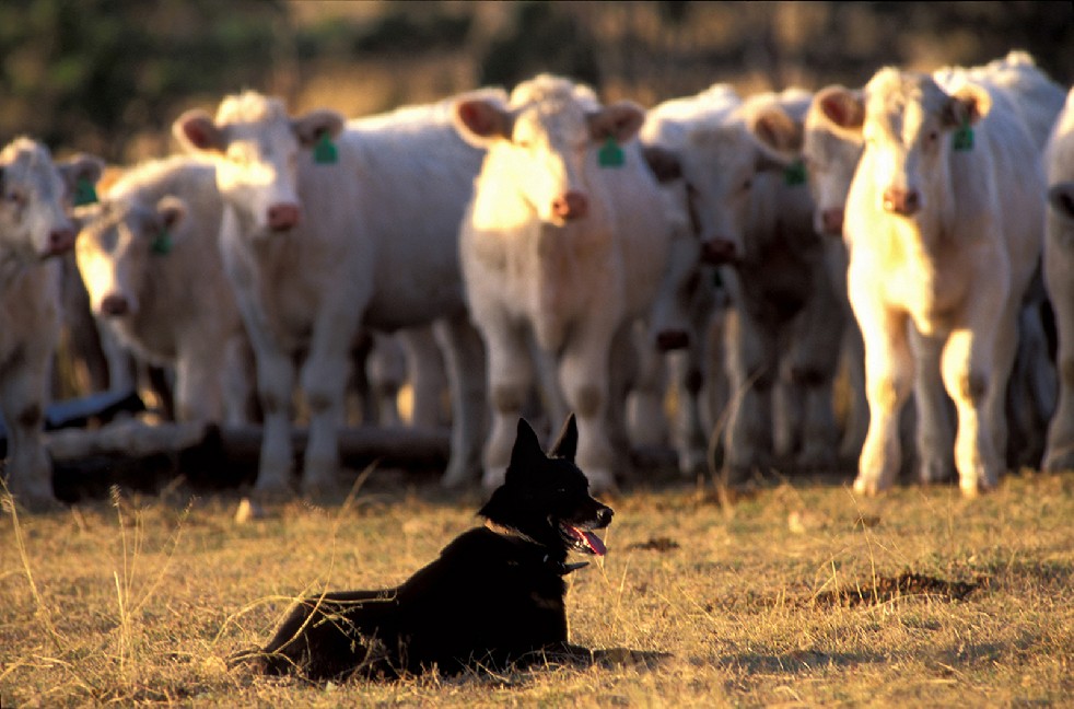 The Stockmen 