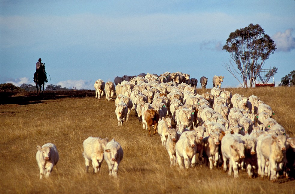 The Stockmen 