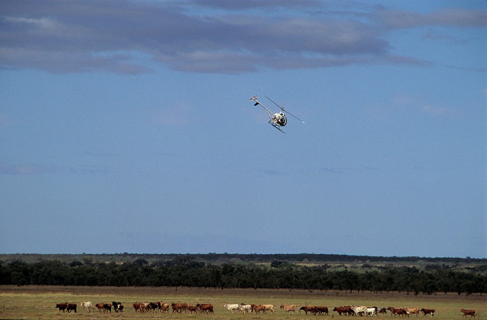 The Stockmen 