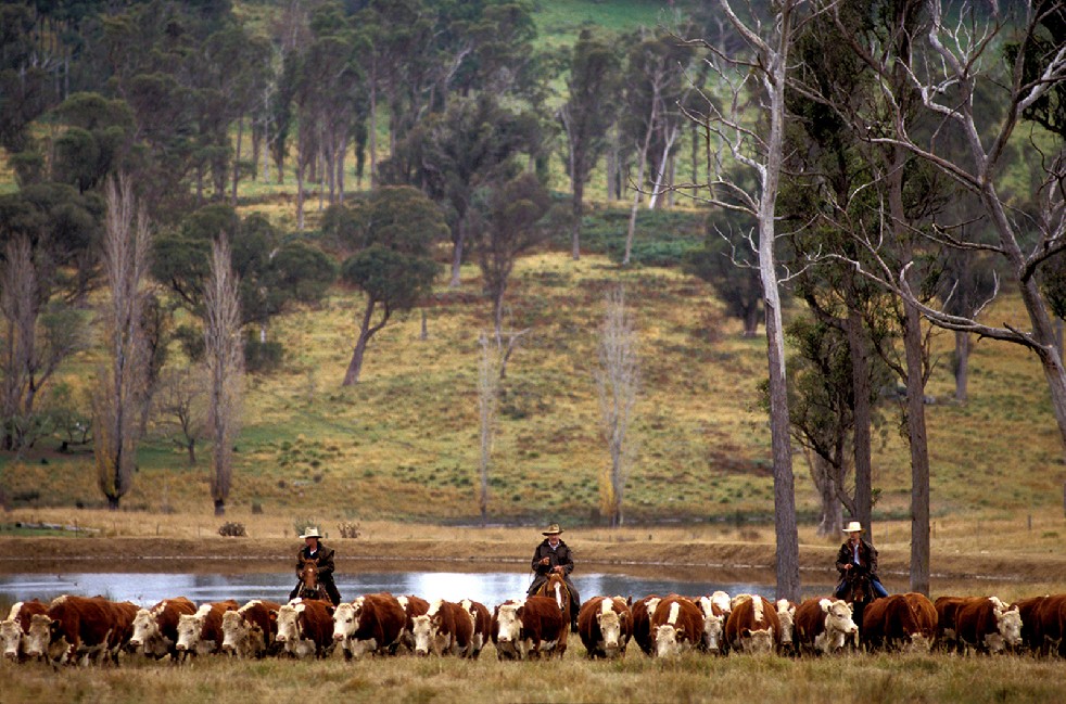 The Stockmen 