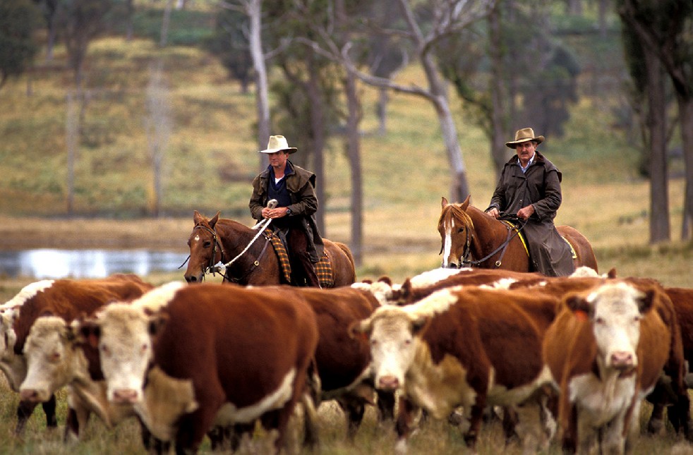 The Stockmen 