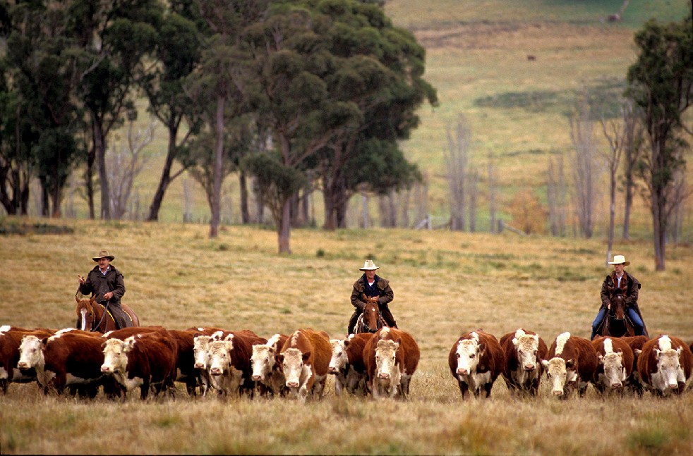The Stockmen 