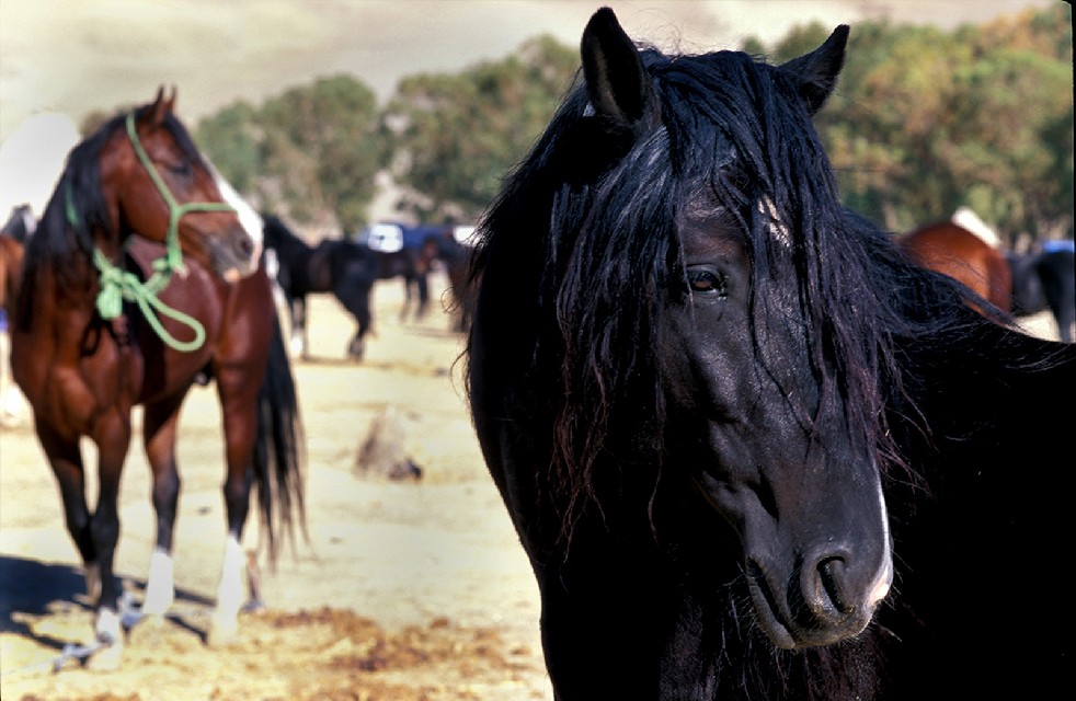 Centaurs Of The Sands 