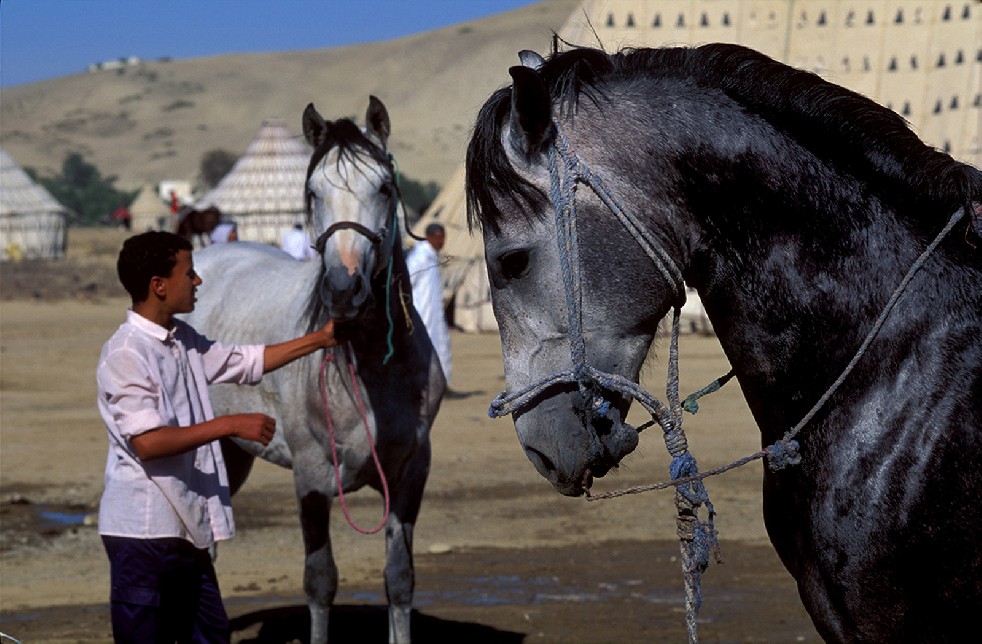 Centaurs Of The Sands 