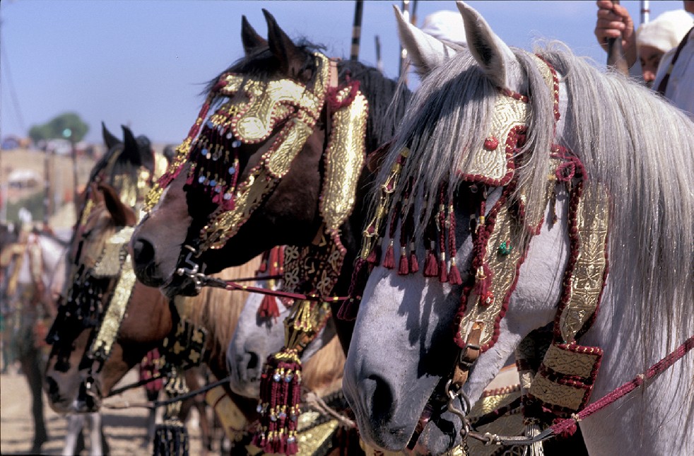 Centaurs Of The Sands 