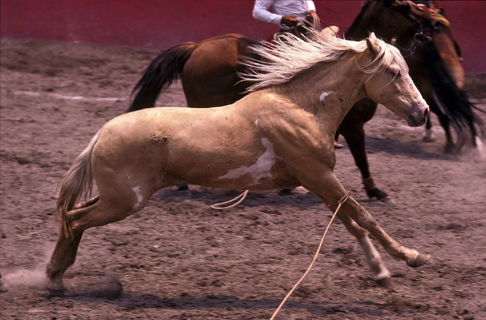 Los Charros 