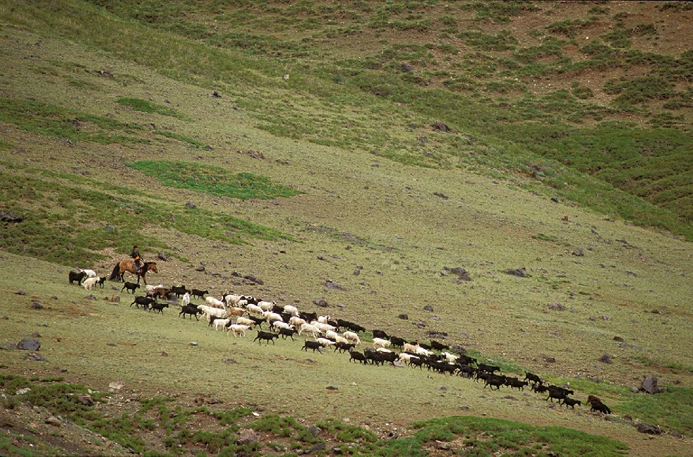 Lords Of The Steppe 