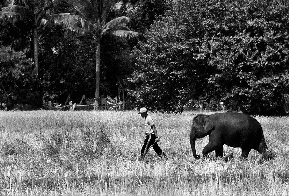 SOS Thai Elephants 