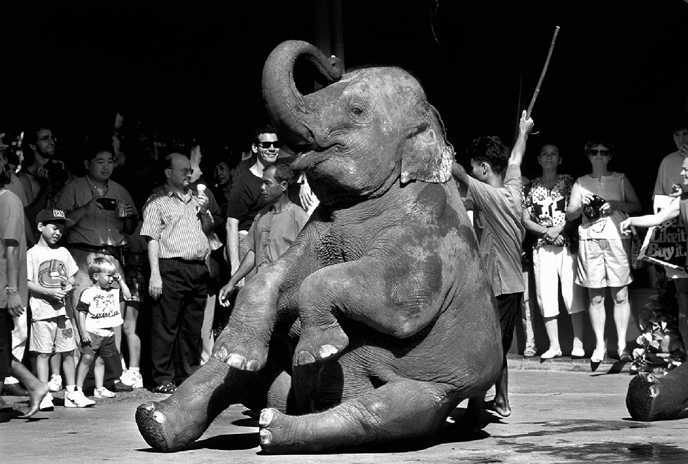 SOS Thai Elephants 