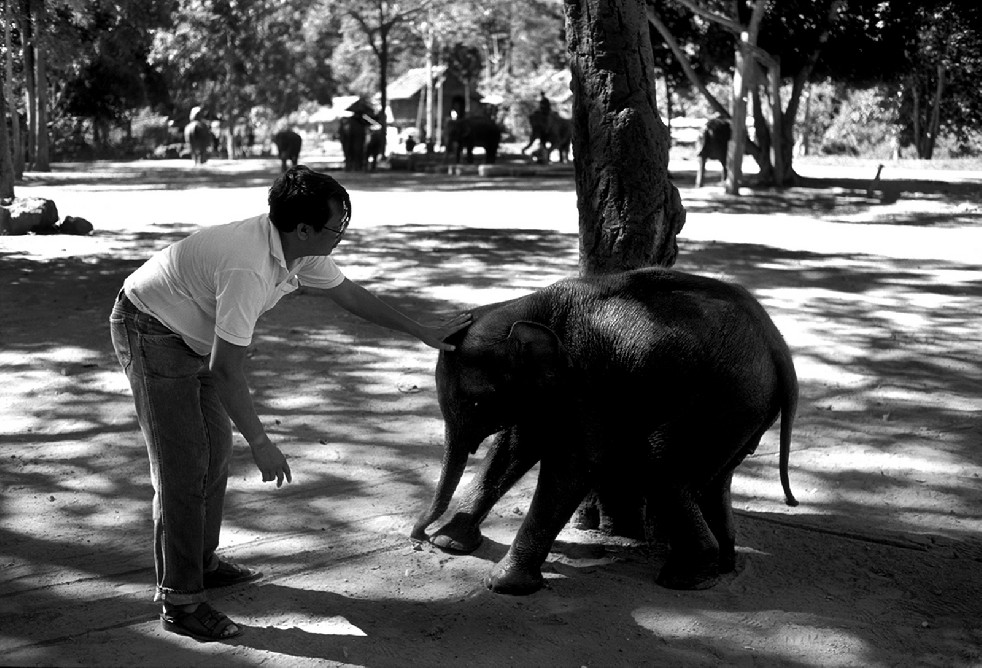 SOS Thai Elephants 