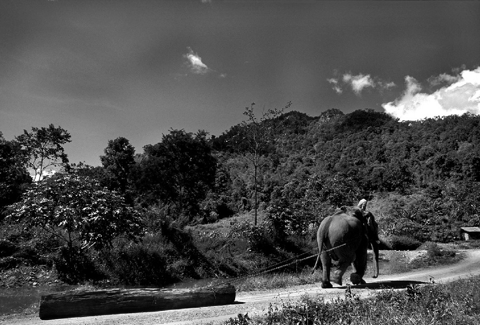 SOS Thai Elephants 