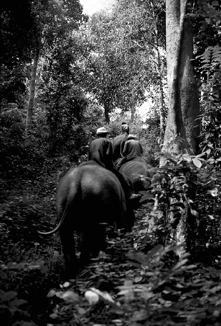 SOS Thai Elephants 