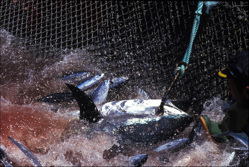 The Samurais Of The Sea 