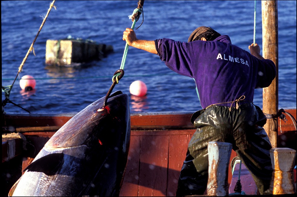 The Samurais Of The Sea 