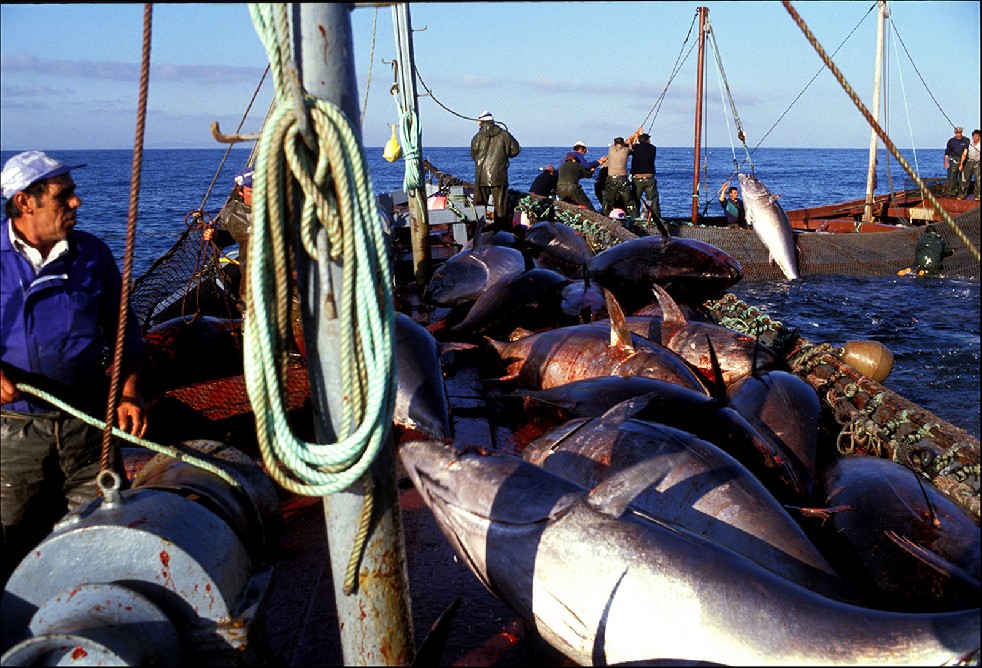 The Samurais Of The Sea 