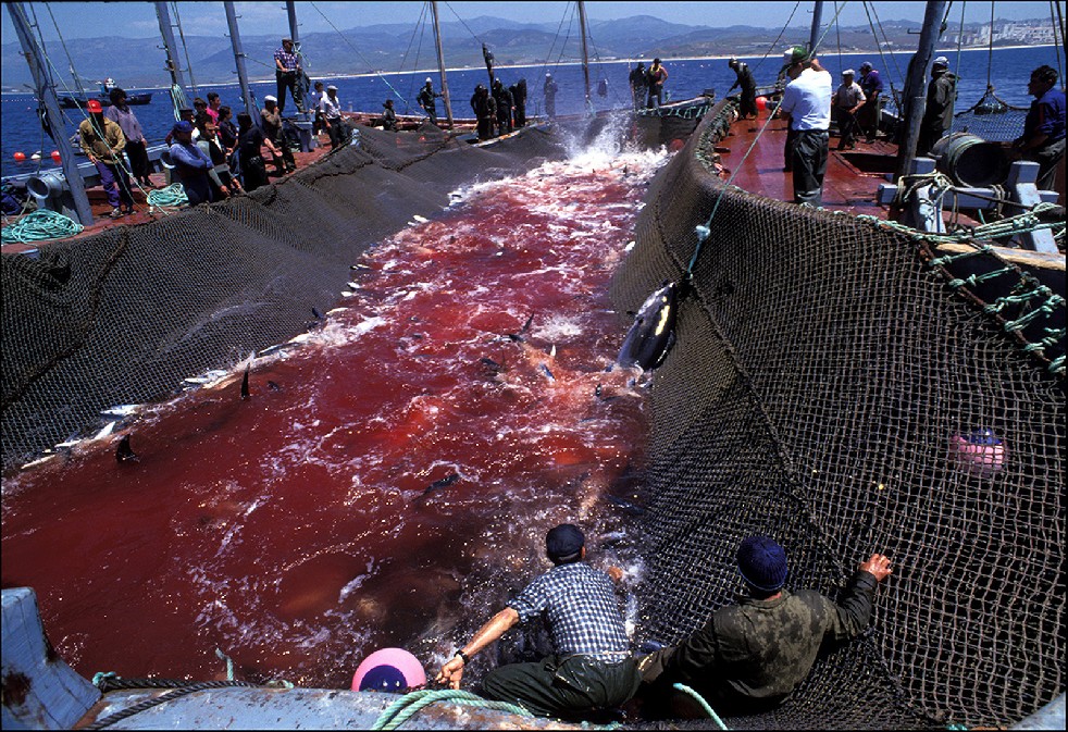 The Samurais Of The Sea 