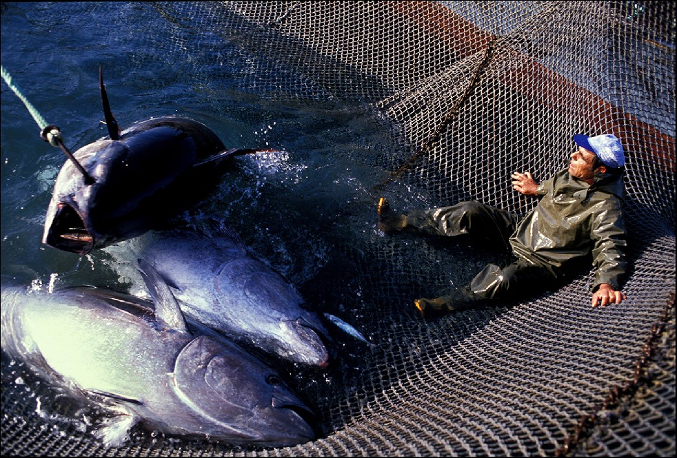 The Samurais Of The Sea 