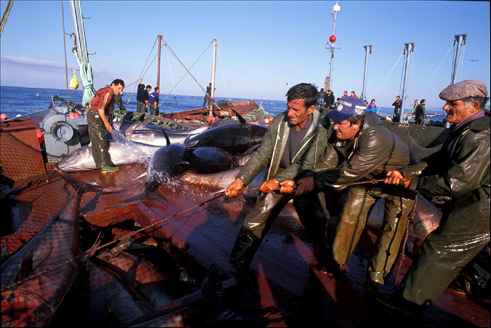 The Samurais Of The Sea 