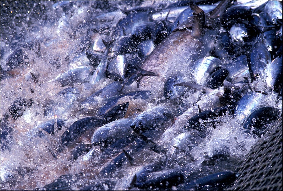 The Samurais Of The Sea 