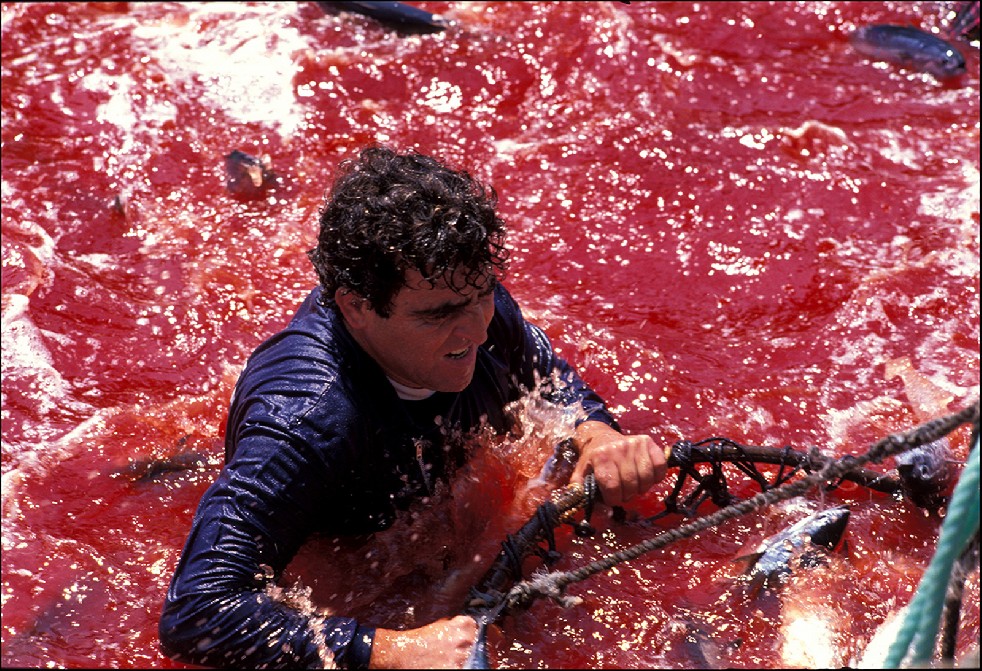 The Samurais Of The Sea 