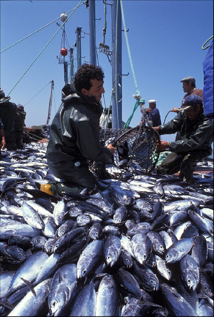 The Samurais Of The Sea 