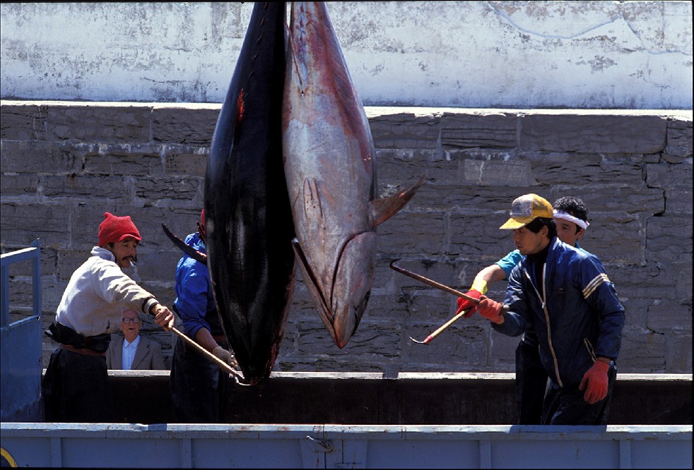 The Samurais Of The Sea 